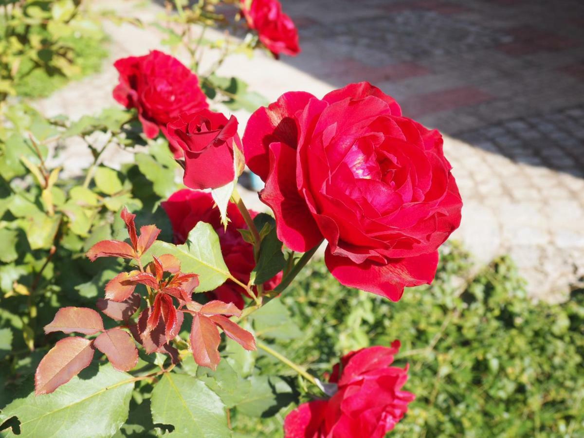Guest House Stefanovic ヴラニェ エクステリア 写真